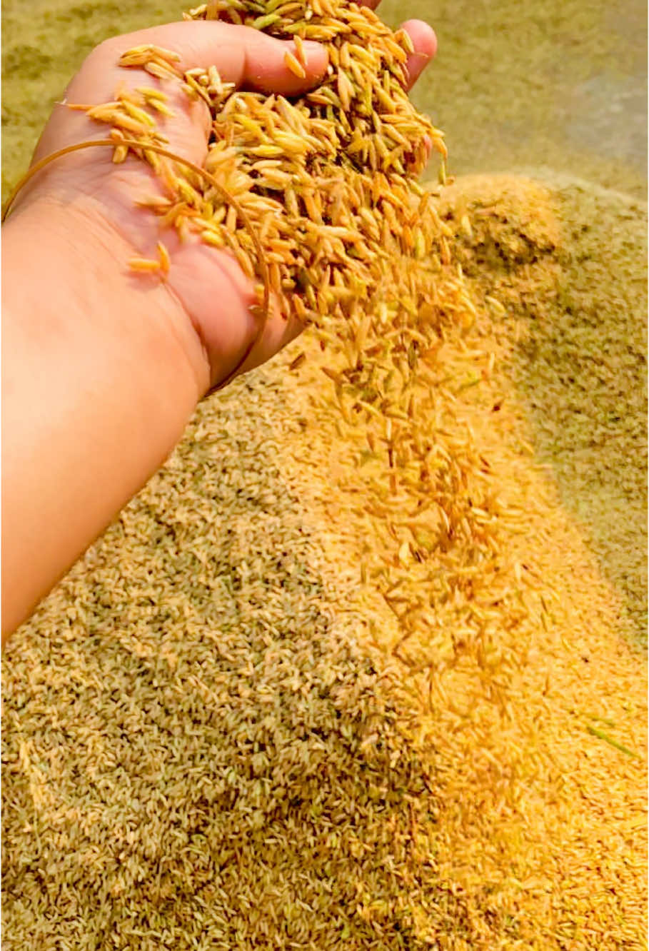 🌾ধানের কাজ করতে ভালো লাগেনা,,🥺 কিন্তু ভিডিও করতে ভালোই লাগে😂🤣 #grow #foryou #foryoupage #tiktokofficial #vairalvideo #unfrezzmyaccount 