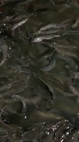 Udah Keliatan Cuanya 🤣🤣 #budidayaikanlele #lele #bosmuda #masakansimple 