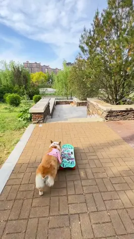 #dog #dogsofttiktok #dogowner #puppy #doglover #skateboarddog #skateboard 