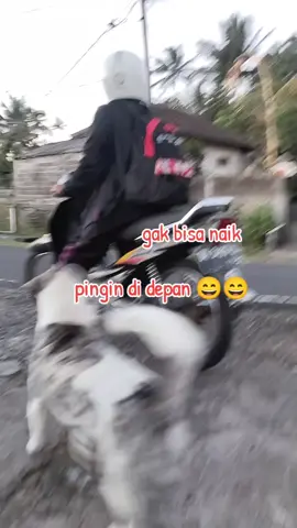 #hewanpeliharaan #sehatdamaikandiri 🦊🦊🦊