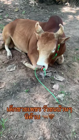 วัวชนบ้านๆ 🐂🤎 #ไอ้เพชร #เพชรฆาตแดงเจ้าปัญญา #ลูกสาวเจ้าของวัว #นคร_กระบี่💚 