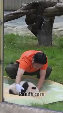 Panda core.#panda #pandas #pandababy #cuteanimals #funny #funnyanimals #foryour #fyp