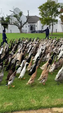 Indian Runner ducks on parade after clearing the vineyards @Vergenoegd Low Wine estate…… #indianrunnerducks #capetown #capetownsouthafrica #vergenoegdlow #winefarm #ducksoftiktok #whattodoincapetown 