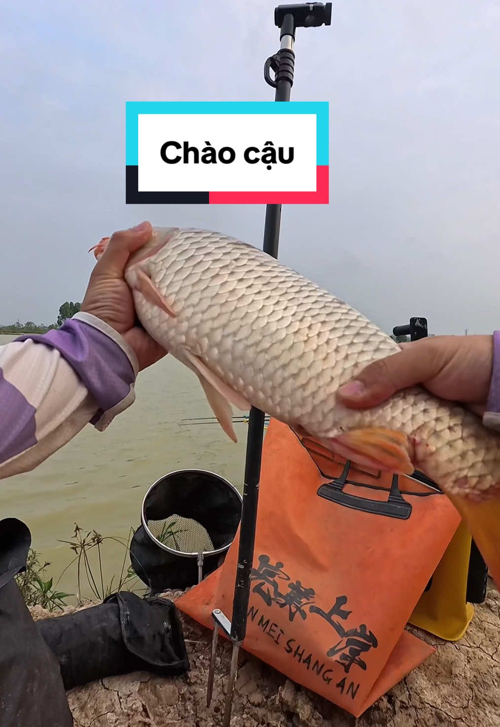Câu cá hồ bán tự nhiên 100k, “câu gạo?” ^^ #cauca #fishing #xh 