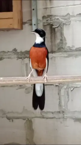 #fyppppppppppppppppppppppp #murai#warna#jenggot 