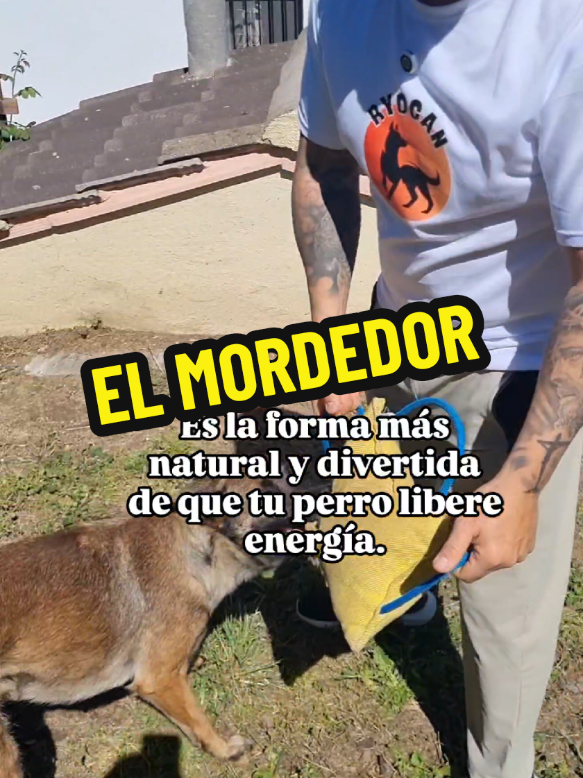 ¿Tienes un perro con mucha energía, quieres fortalecer vuestro vínculo y adiestrarlo mucho más rápido? Entonces el mordedor es tu mejor aliado. Jugar con mordedor no solo es divertido: Permite a tu perro liberar energía de forma sana. Es perfecto para perros con alto instinto de presa. Se convierte en un premio de altísimo valor para educar y enseñar trucos. Fortalece vuestro vínculo a otro nivel. Eso sí, ¡juega bien! Recuerda mover el mordedor de lado a lado, nunca arriba y abajo, para proteger sus cervicales. Cuidar cómo juegas con tu perro también es cuidar su salud. ¿Te gustaría que te enseñara más ejercicios y trucos para disfrutar del mordedor? Déjame un comentario y te leo. #JuegoConMordedor #EducacionCanina #PerrosFelices #AdiestramientoCanino #TipsCaninos #VinculoConTuPerro