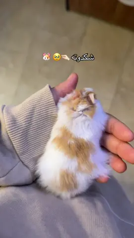 اقترحولي اسم شنو اسمي 🥹✨ #هامستر #foryou #اكسبلور 