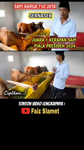 SAPI TERMAHAL HARGA 750 JUTA || SERNASER JUARA 1 PIALA PRESIDEN 