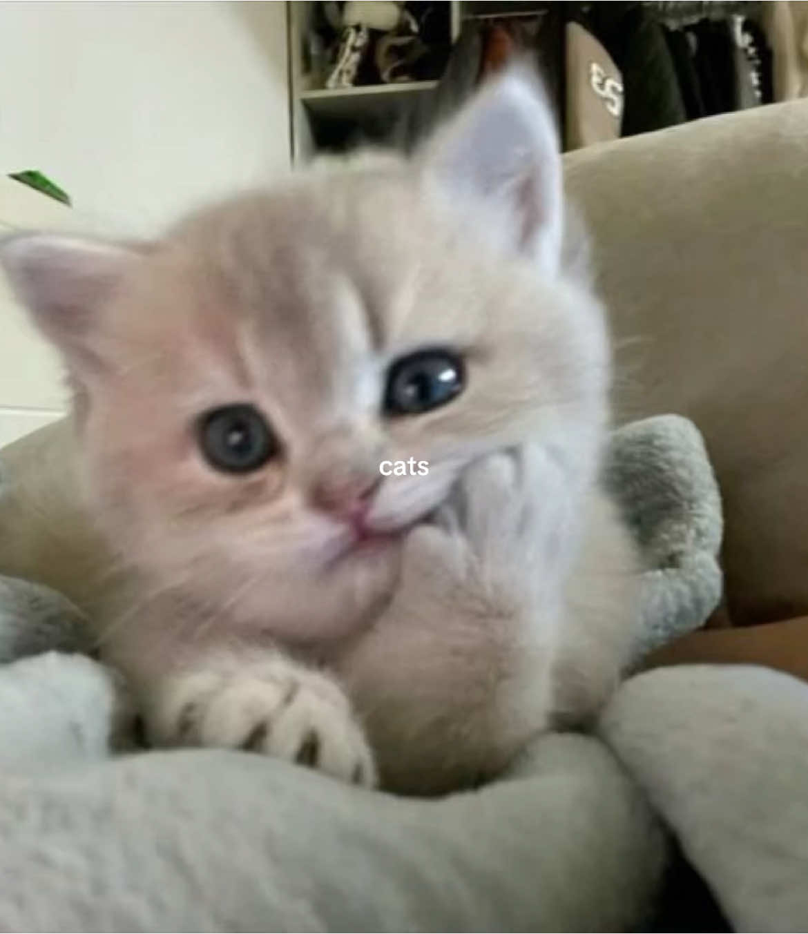 🐱 #cat #catlover #catsoftiktok #cattok #catlovers #catslovers #cattiktok #kitten #kitty #animal #aesthetic #vibes #pinterest #fyp #cinnamoony 