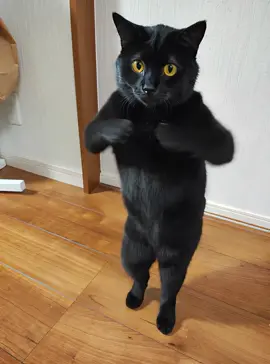 久々に猫動画！ 流行りのやつやってみたよ🐱 #猫#ai #aiエフェクト#aiダンス