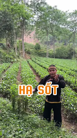 Giúp hạ sốt 