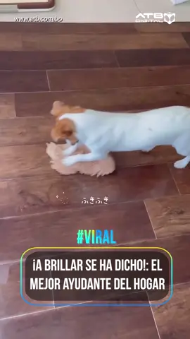 Este perrito se toma en serio las labores del hogar y con toda su energía da brillo al piso con un trapo. ¡Nada como un ayudante peludo lleno de ganas y corazón! #PerritoTrabajador #LimpiezaConAmor #MascotasTiernas #AyudantePeludo #TernuraQueInspira #PisoBrillante