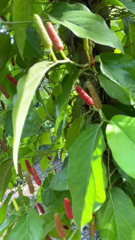 Seneng kalo liat buahnya gembel #cabepuyang #cabepuyangjember #cabejamu #cabejawa #cabemadura #cabehibrida #cabe #petanicabe #petanicabai #petaniindonesia🇮🇩🇮🇩🇮🇩🌿🌿 #petanimilenial #petanimuda #jangkauanluas #fyp #lewatberanda #moots? #cabecabean #sorotan #affiliatemarketing #mutualan #abc #xyzabc 