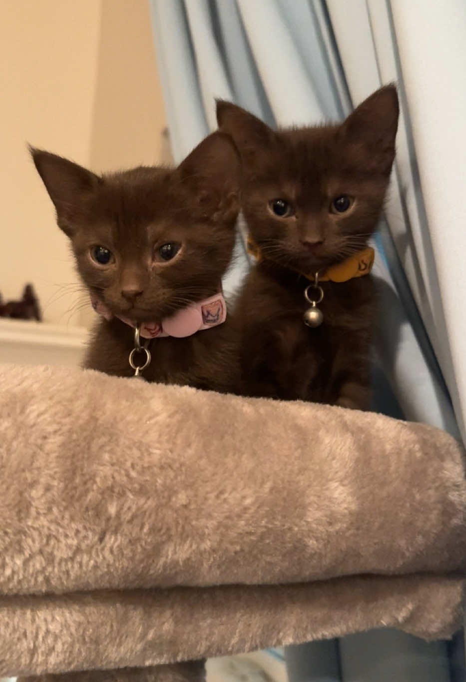 #twins #browncat #browncattok #brownkitten #kittensoftiktok #kittens #catmom #fyp 