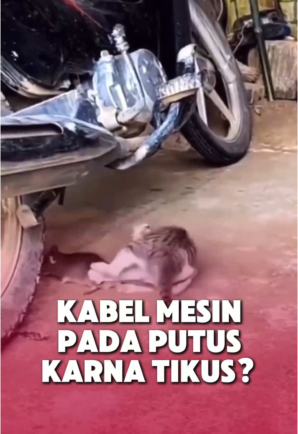 Tikus ogah balik kalo udah kena semprot ini 💨 #pengusirtikus #pengusirtikusampuh #tikus #basmitikus #pestcontrol #seroxil 