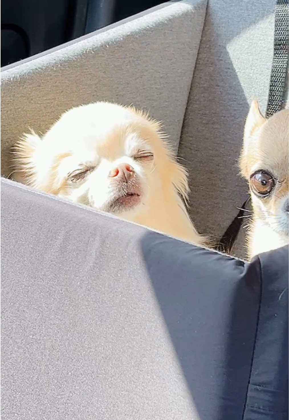外の匂い嗅ぎながらぽわんぽわん #おまめとよもぎ子 #チワワ #Chihuahua #犬のいる生活 