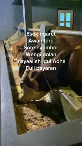 Udu pengangguran udu pabrik an iki peternak muda😜🫵#peternakmuda #peternaksapiindonesia #peternaksapi #sapiqurban #putraabahfarm 