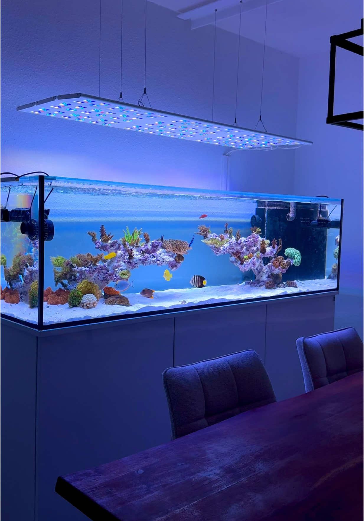 Nyos ION B & Straton flex 👌🏼 Perfect combo 🚀 #aquascape#aquarium#coralreef#reeftank#reef#fish#allmymoneygoestocoral#coral#fishtank#reefer#saltwateraquarium#saltwater#wildlife#reefaholiks#coralreeftank#ocean#reeftanksofinstagram#fishtanksofinstagram#reefaquarium#animals#saltwatertank#meerwasseraquarium#eatsleepreef#reels#hobby#Love#korallen#nature 