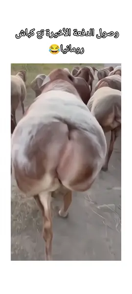 #الشعب_الصيني_ماله_حل😂😂 #ضحك #ميمز #ترند #اكسبلور #fyp #gyp #viralvideos #funnytiktok 