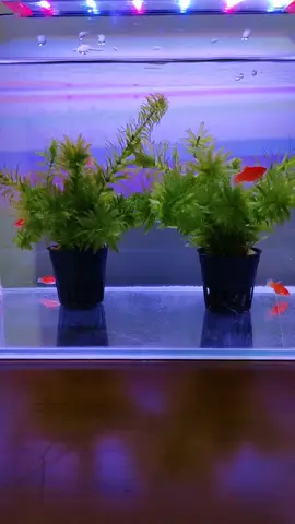 #觀賞魚生病了治療中 
