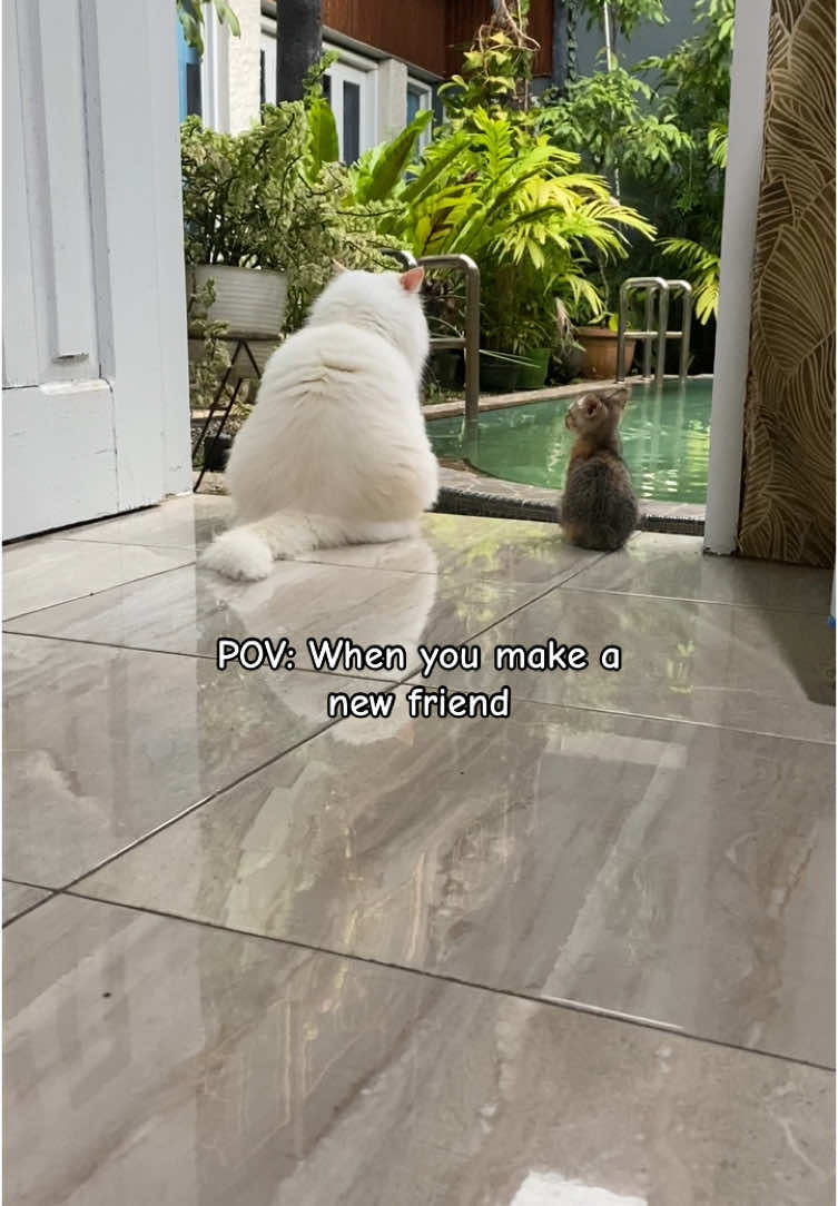 Canggung canggung tapi mau 🐱🤏🏻 #cats #catsoftiktok #catlover 
