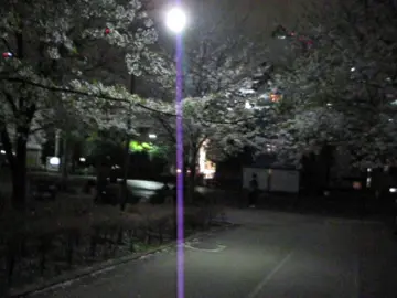 Sweeter than cherry blossoms 