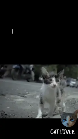 kisah sedih kisah yang mengharukan kucing jalanan yang di gambarkan inilah realiti sebenar - benarnya hidup  di jalanan tidak ada  sedikit pun bahagia  semuanya penuh  derita#kisahkucingjalanan #kisahkucingsedih #kisahkucingviral #kisahkucing #kucingjalanan #kucingjalanan#kucingjalanandiluarsana #selamatkankucingjalanan #berimakankucingjalanan #kisahpilu #kusahsedih #soundviral #longervideos #vediolebihpanjang #catsoftiktok #kucing#cat #pencintakucing #catloversindonesia #catloversclub #pencintakucingindonesia #fypviral #savecat #selamatkankucingjalanan #