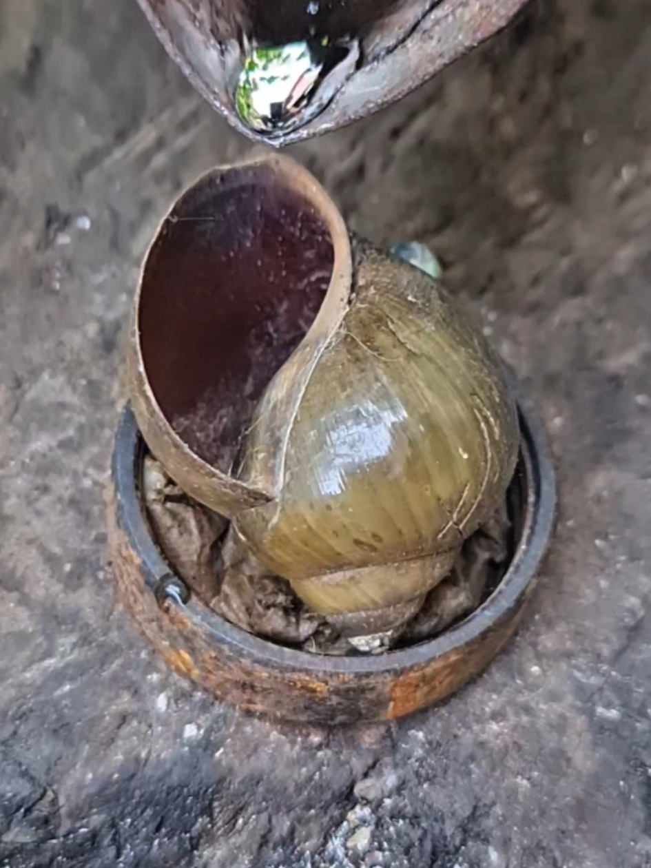 How to fill a snail shell with lead water