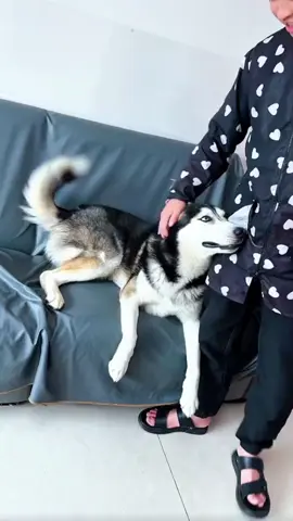 #dog #man #funnydog #fyp 