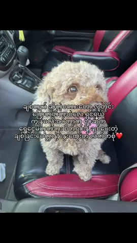 ဒါတွေပဲ မက်မောတယ်ရှင်ရယ်❤️ #tiktok #tiktokfyp #fyp 