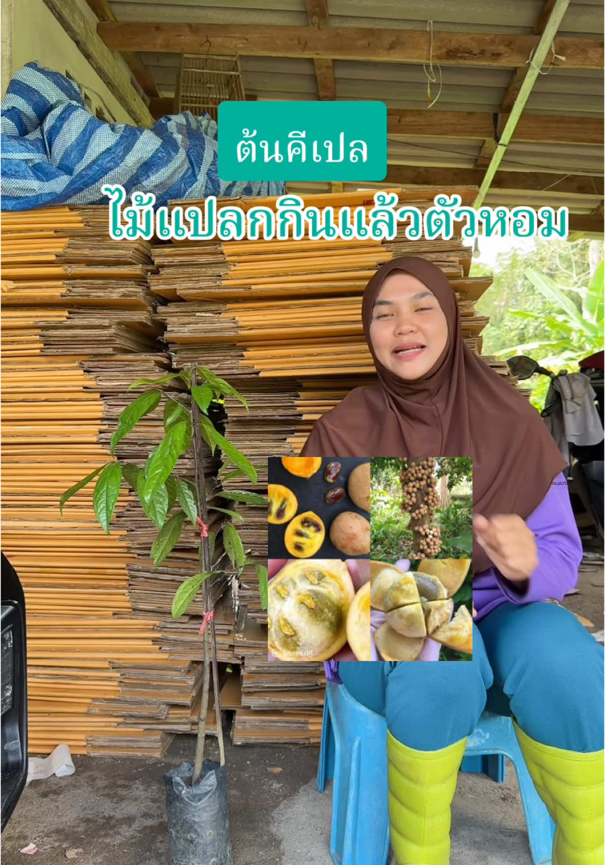 #ต้นคีเปล #ไม้แปลกกินแล้วตัวหอม 