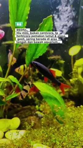 REDfin,, Hiu Herbivora,, #fyp #aquascape #aquascapeindonesia #aquarium #CapCut 