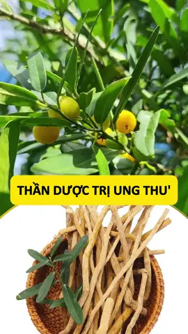 Rễ Xáo Tam Phân, Bài Thuô'c  quý, các bác lưu lại và chia sẻ. #xaotamphan #xaotamphanchuaungthu #giongxaotamphan #rexaotamphan #ungthutucung #ungthu #ungthudaitrang #ungthuvu #ungthugan #uxotucung #ungthudaday #mocanhealthy #xogancotruong #xogancochuong