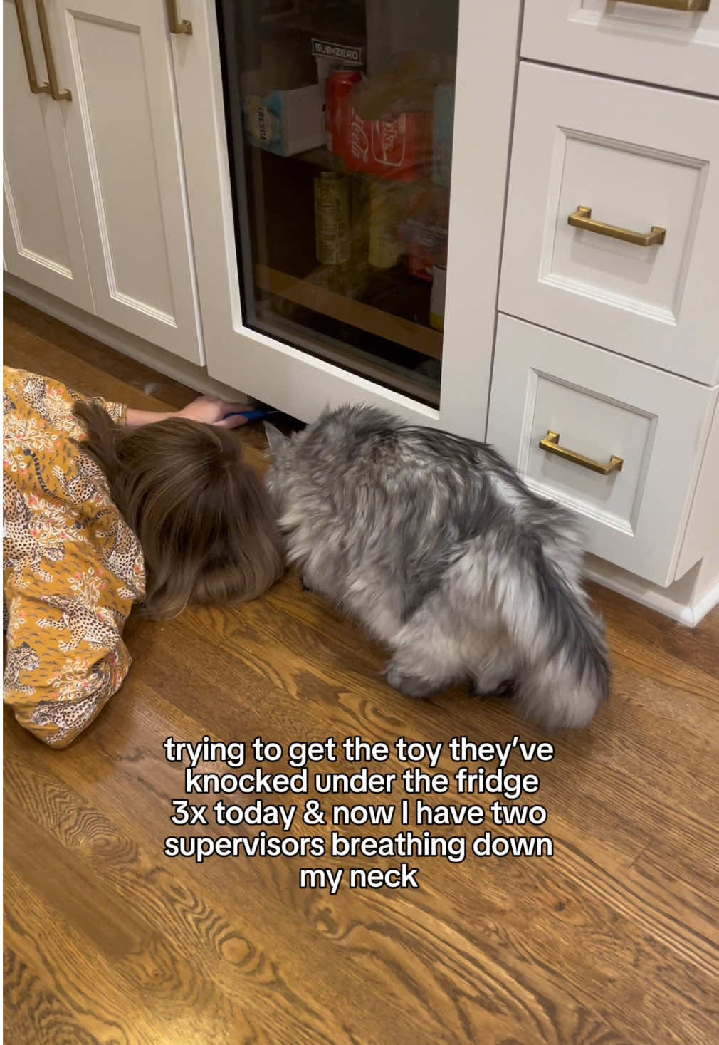 cats are obligate supervisors #cattok #catsoftiktok #mainecoon #mainecooncat #polydactylcat 