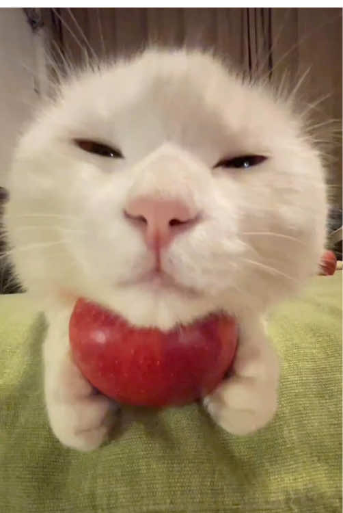 Come on, the child is so sleepy~ #kitten #healing #coaxing #sleepaid #goodnight   