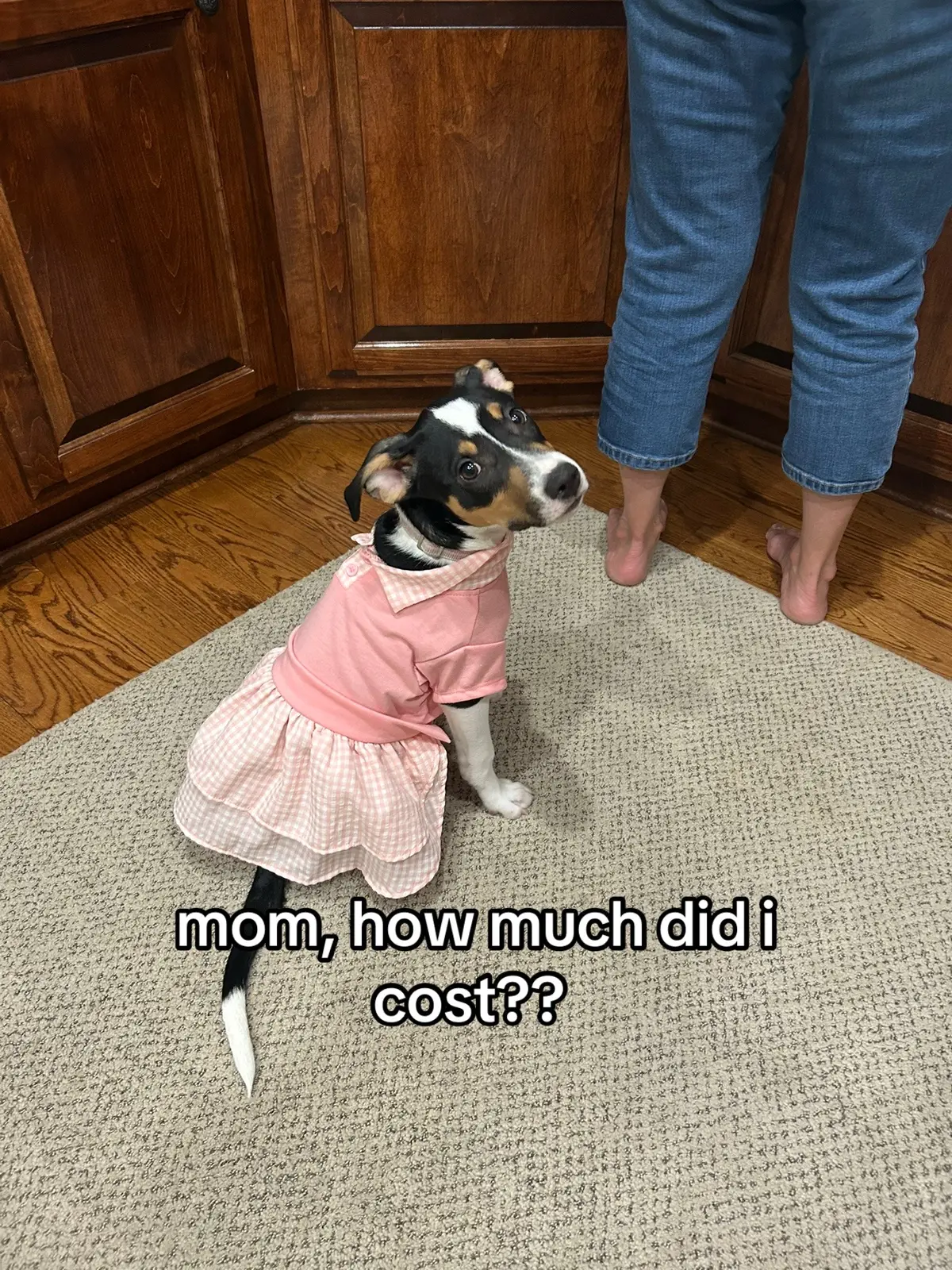 #viral #dogsoftiktok 
