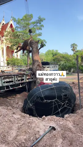 🌳ต้นทองกวาว🌸ดอกสวยค่ะ #ต้นไม้ล้อมเป็นมงคล 