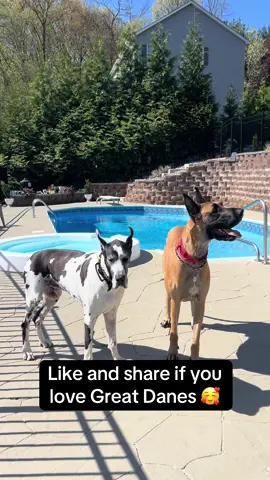 Show some love to us🥰🐾❤️ like and share if you love to see Great Danes playing 🫶 #greatdane #dogtok #dog #fyp #dogsoftiktok #creatorsearchinsights 