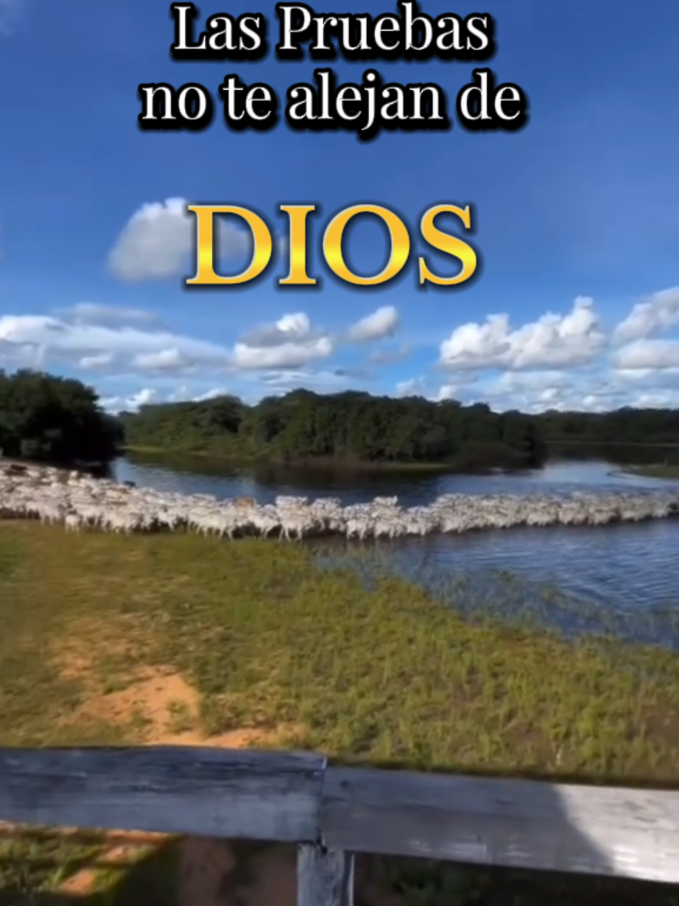 Feliz y Bendecido día para Todos ❤️🙌🫶💯 #buenosdias #frases_de_todo #Bendicionesparatodos #Dios #parati #Viral #fyppppppppppppppppppppppp #fouryourpage #paratiiiiiiiiiiiiiiiiiiiiiiiiiiiiiii #viral #llanosapureños #apure #llanosvenezolanos #venezuela 