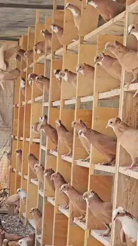 اخذوهن اخوتنه اهل كربلاء تحياتي للجميع ضرغام الجنابي متابعه حسابي جديد اخوتي همتكم فضلاً وليس أمراً اخوكم ضرغام الجنابي متابعه 