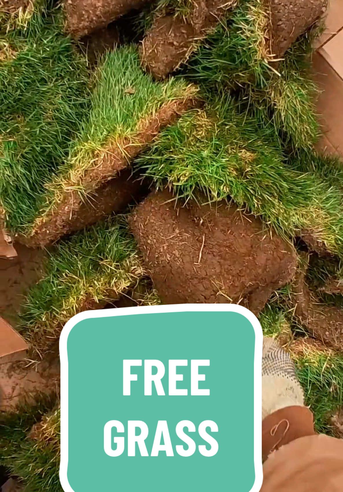 This was about two weeks ago, I’ve been really good about watering it and it’s starting to take well, putting roots down into the ground I tilled up. The only thing I didn’t do well was make it level so it’s a bit lumpy in places. Still a huge huge improvement over what it was through. #sod #dumpsterdiving #grass #lawn 