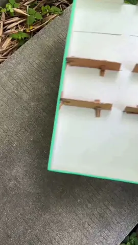 Another busy day for the ants!
