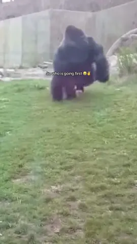 Silverback gorilla fighting | 100 humans vs. 1 gorilla #gorilla #human #trend #animals 