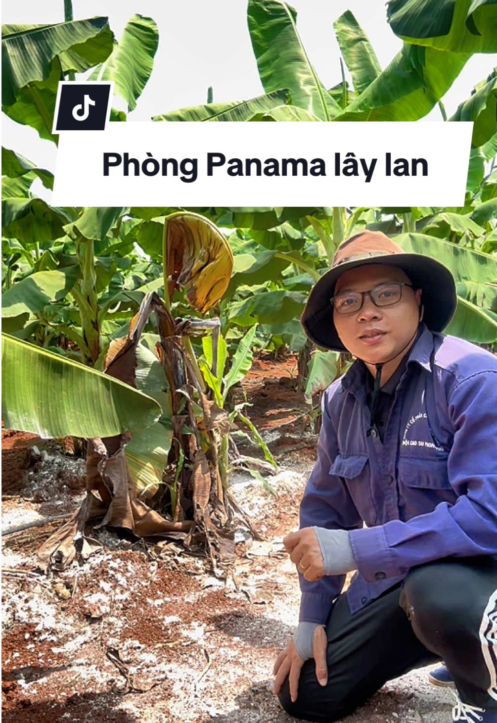 Cách hạn chế bệnh Panama lây lan trên cây Chuối #chuối #chuoixuatkhau #nôngnghiệp 