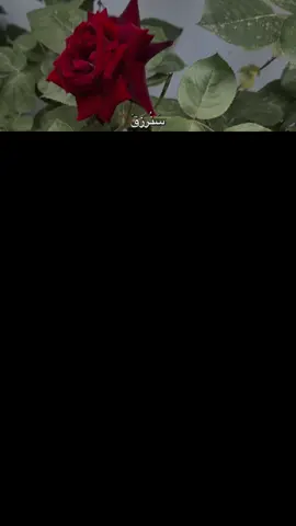 وردات امي 🌹 #ورد #امي #مساالورد💐💐 #تصميمي❤️ #رئيكم_يهمني_تصميمي #مختلفة_عن_الجميع🦋😌👑🤍 #مارع_حلب_فلسطين_عراق_مصر_سوريا_تركيا #قوالب_كاب_كات_ترندات @حياةْ الرّوح 🍂 