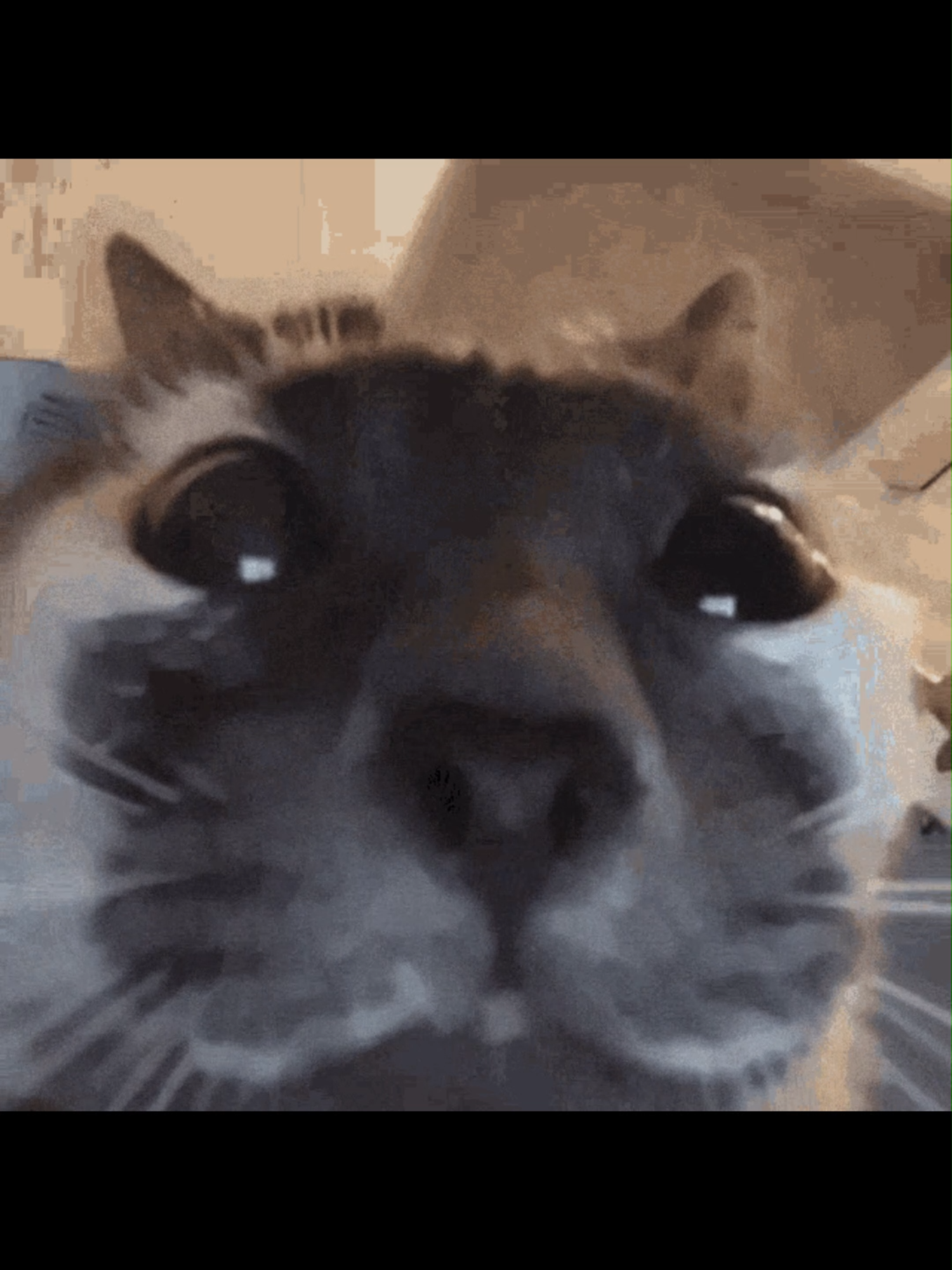 Sniff hamburger | Audio by Offlain #offlain #catpics🐈 #funnymemes #catmemesdaily #funny #catlovers #catmemes