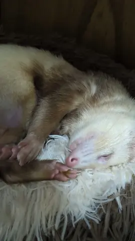 #フェレットのいる暮らし #フェレット大好き #ferrets #ferretsoftiktok #기여워 #かわいい #ペット #ferrettok #フェレット 