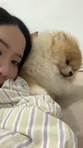 เห้อ 😅 #หมาปลาส้ม #tiktokสัตว์เลี้ยง #ปอมเมอเรเนียน 