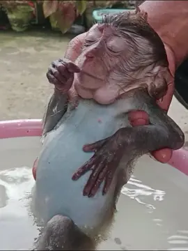 Monkey Dan Fell Into A Deep Sleep During Bath