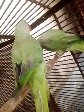 #fyppp#viral#video#😎 fyppppppppp😎❤️❤️😘